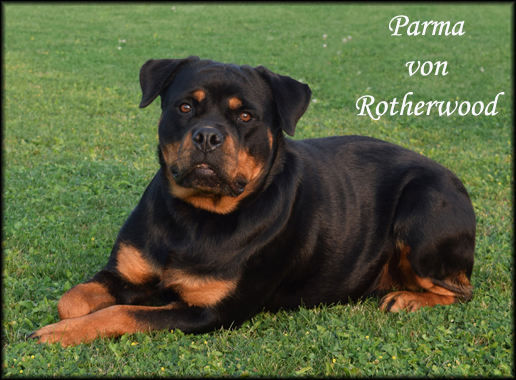 Rotherwood kennel sale rottweiler